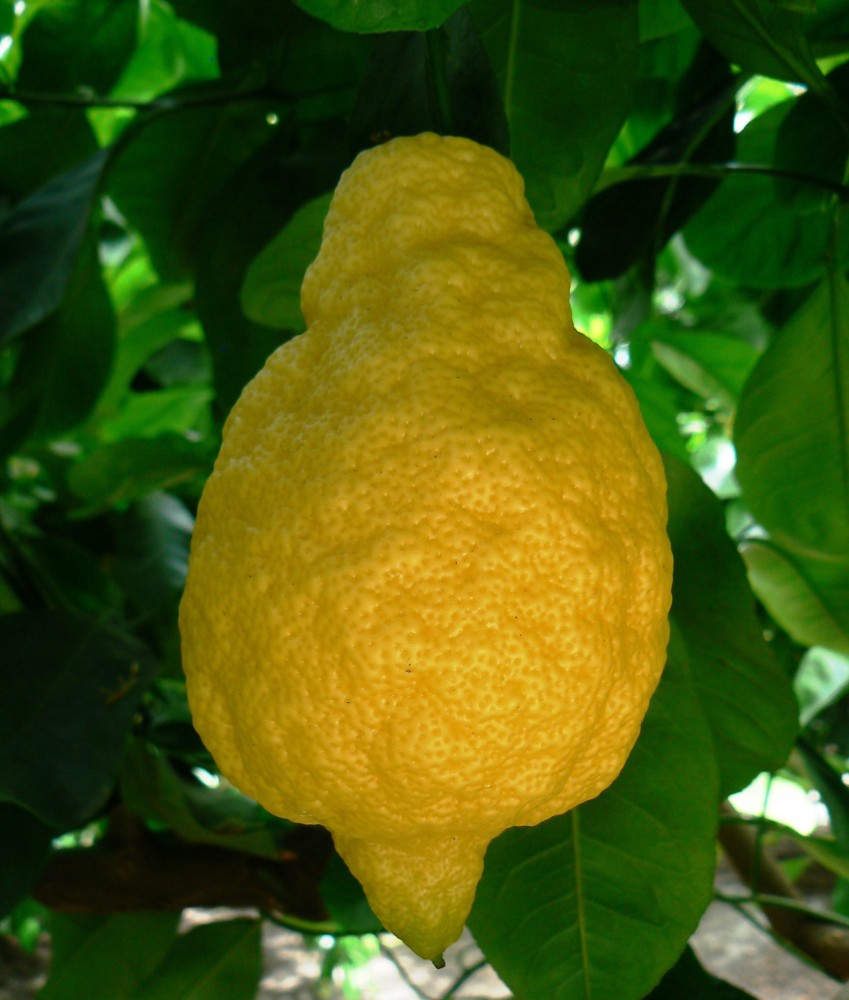 Cedrát (Citrus cedrát)